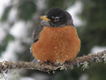 American Robin